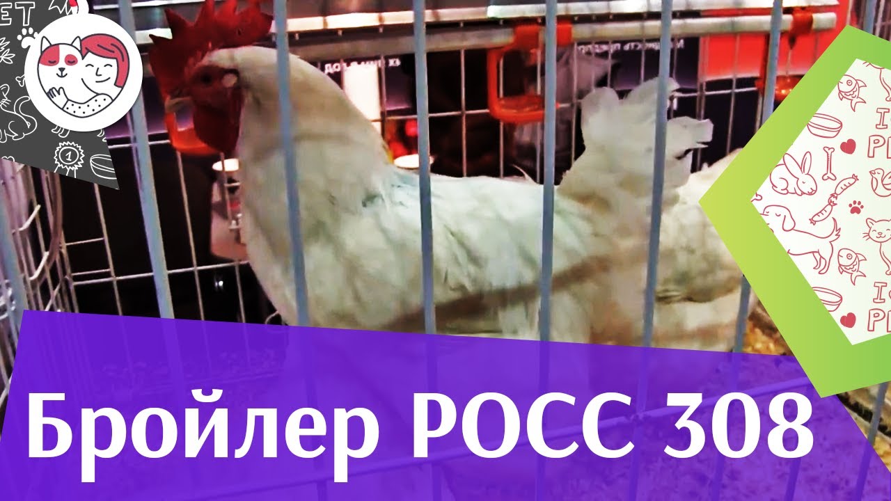 Бройлеры РОСС 308 Агропромышленная выставка Золотая осень 2016 iLike Pet