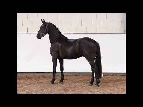 4j. Rappwallach v. Totilas – Sandro Song