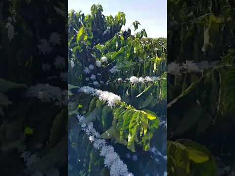 🌸☕ Na Fazenda Rio Branco, em Santa Luzia D’Oeste-RO, a natureza dá seu espetáculo na florada do café