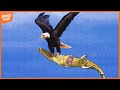 20 Best Eagle Attacks Caught On Camera Animal Attacks