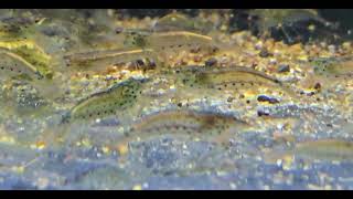 Caridina multidentata (japonica)
