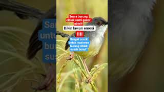 Download lagu ciblek semi gacor abis#sorts #burung#kicaumania #kicaumanianusantara #burungkicau #birds#viralvideo mp3 Download lagu ciblek semi gacor abis#sorts #burung#kicaumania #kicaumanianusantara #burungkicau #birds#viralvideo mp3