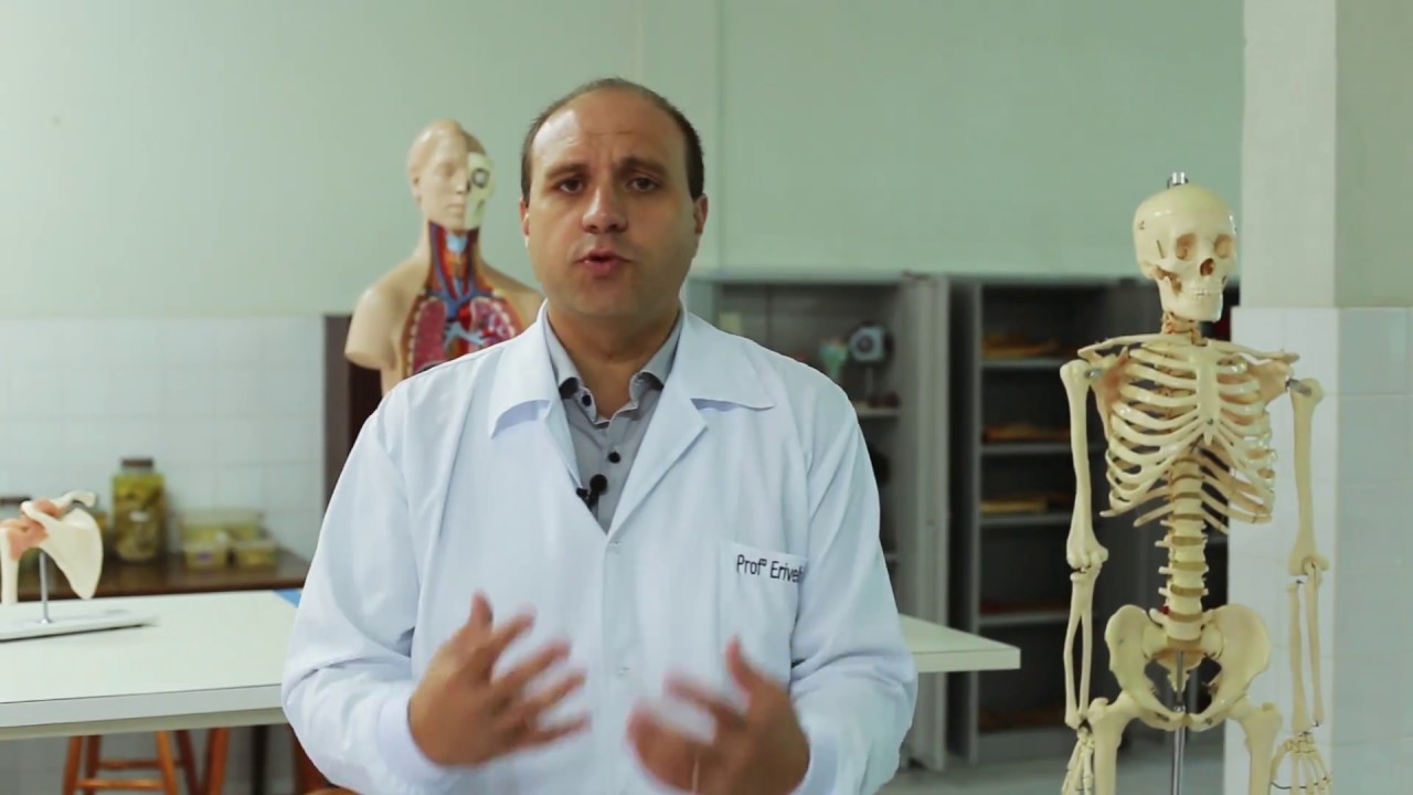 [EFI] Anatomia Humana aplicada a Educação Física - Artrologia e miologia