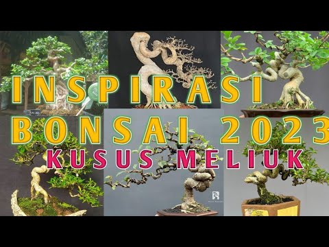 bonsai meliuk 2023 inspirasi