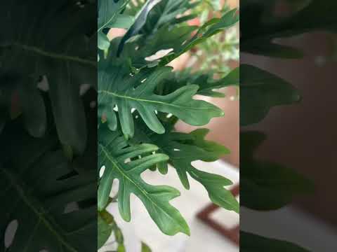 かわいいつる植物のギャラリーに飛び込み、壁を隠す常緑植物を選択してください!  庭園