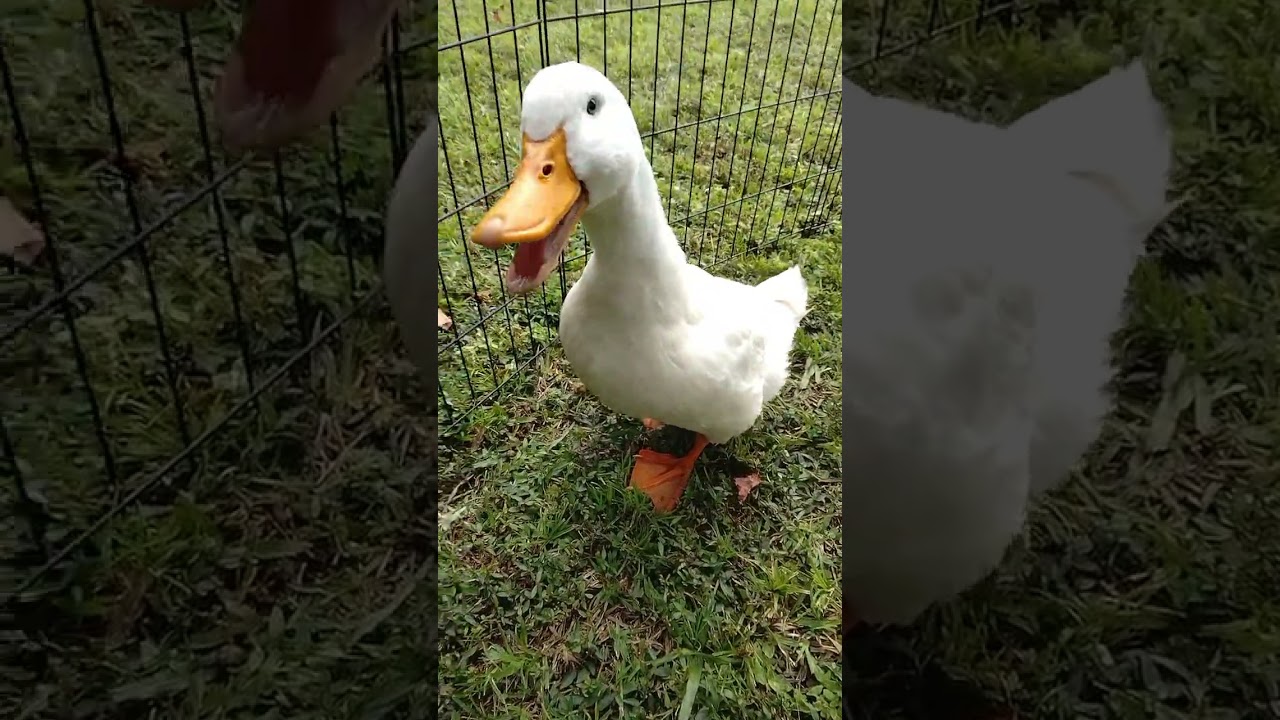 Promotional video thumbnail 1 for Critters on Call (Sheehan Homestead LLC)