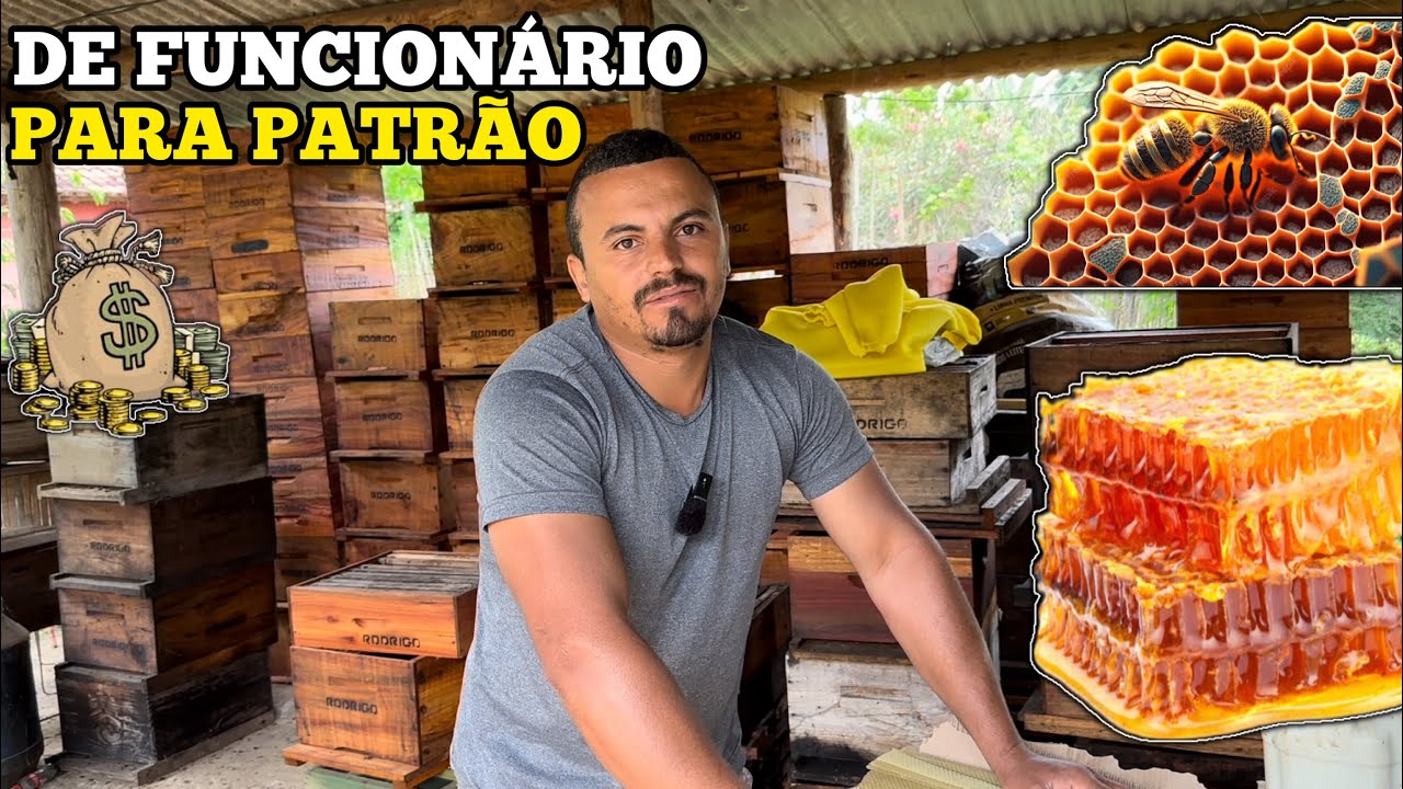 🐝 TUDO QUE VOCÊ PRECISA SABER PARA GANHAR DINHEIRO COM ABELHAS💰