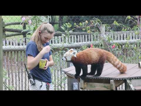 Red Panda Versus The Grapes of Eternity