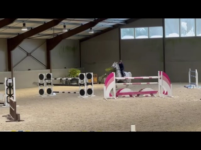 Castrone Zangersheide In vendita 2015 Grigio ,  CICERO VAN PAEMEL