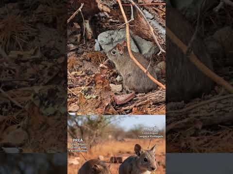 Os preás da Praia de Ponta Negra, Natal-RN