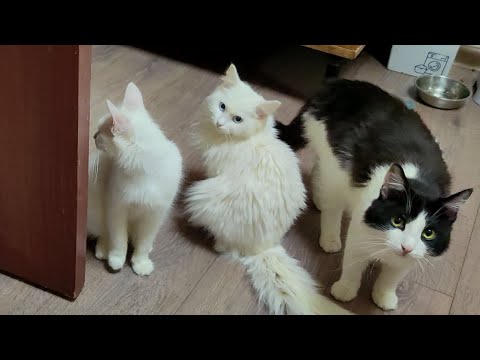 Our cats and kittens. Kitten Dino meows for food.