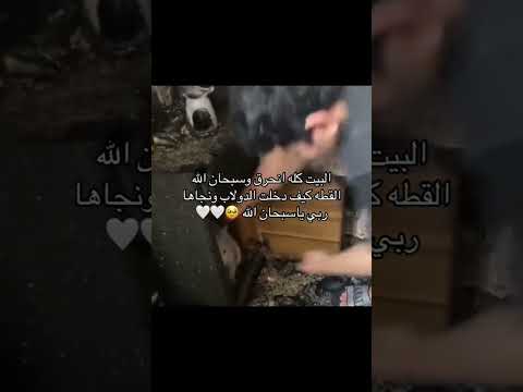 البيت كله انحرق بس القطه ربي نجاها!!😱😱😭🎀#جيش_فيونكه #ترند #مشاهير #السعوديه #فيونكهه_1 #فيونكه