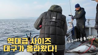 이게 대구야? 공룡이야? 역대급 대구 사이즈🐟 | 낚시 왜 하는걸까? 🤦🏻♀️ 낚시가 안되는 날엔 입낚시 | 묵호 블루호🛥️ | 고니 꽉찬 대구 당첨