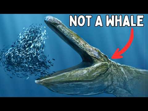 When Evolution Made The Same Animal Twice