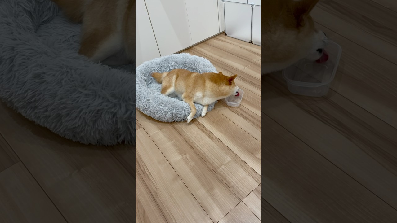 長いお首ですね🐶　#柴犬 #犬