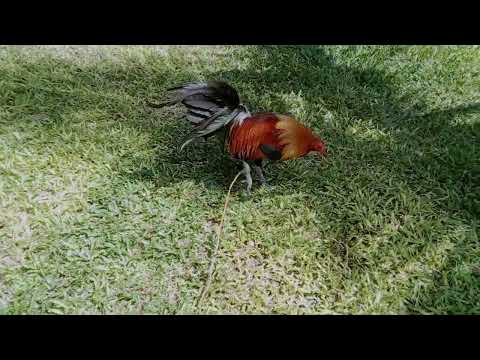 Old bloodline but good source for infuse its Blueface Hatch personal use broodcock one time winner