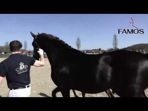 Stutfohlen von So Nice x Finest