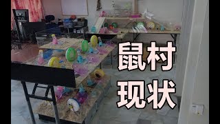 Download lagu [2018/09] 仓鼠村一览, 我家的仓鼠村现状 mp3