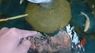 Download lagu Saya memelihara ikan hias ini di kolam minimalis. Airnya sangat jernih dan ikannya terlihat cantik! mp3