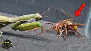 You WILL NOT believe! PRAYING MANTIS and EUROPEAN HORNET - This MANTIS is INVINCIBLE!