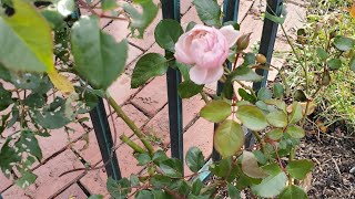 Winterizing Roses with Rose Collars