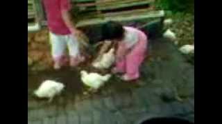 preview picture of video 'FUNNY ! My 2 years old baby chasing & hugging her chickens :D'