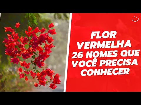 , title : '26 NOMES DE TIPOS DE PLANTAS COM FLORES VERMELHAS COM SIGNIFICADO QUE VOCÊ PRECISA CONHECER'
