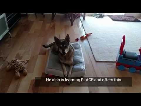 Dog training Ormond Beach: Giving space to a toddler