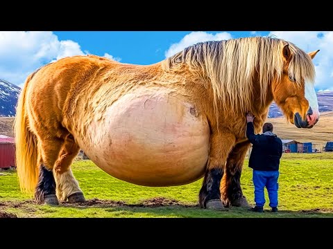 Unglaublich, was dieses Pferd zur Welt gebracht hat!