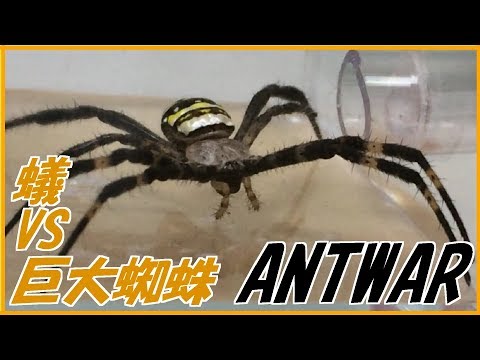 蟻戦争＃144　アリVS巨大グモ(コガネグモ)～粘着性の糸攻撃～編～ant vs spider～