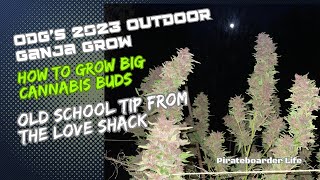 ODG’s 2023 Outdoor Ganja Grow How to Grow Big Cannabis Buds…Old School Tip from the Love Shack