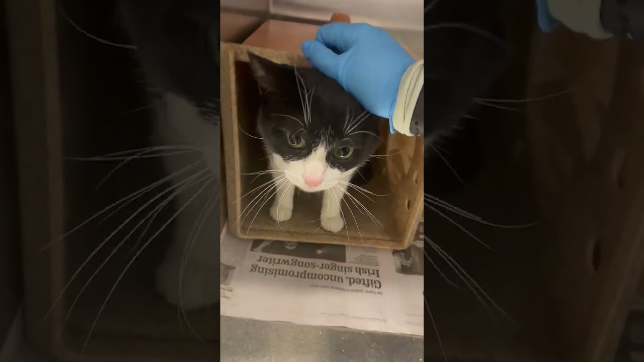 Enlarge Shiloh, a Adoptable Domestic Short Hair in Lindenwold, NJ video 6/6