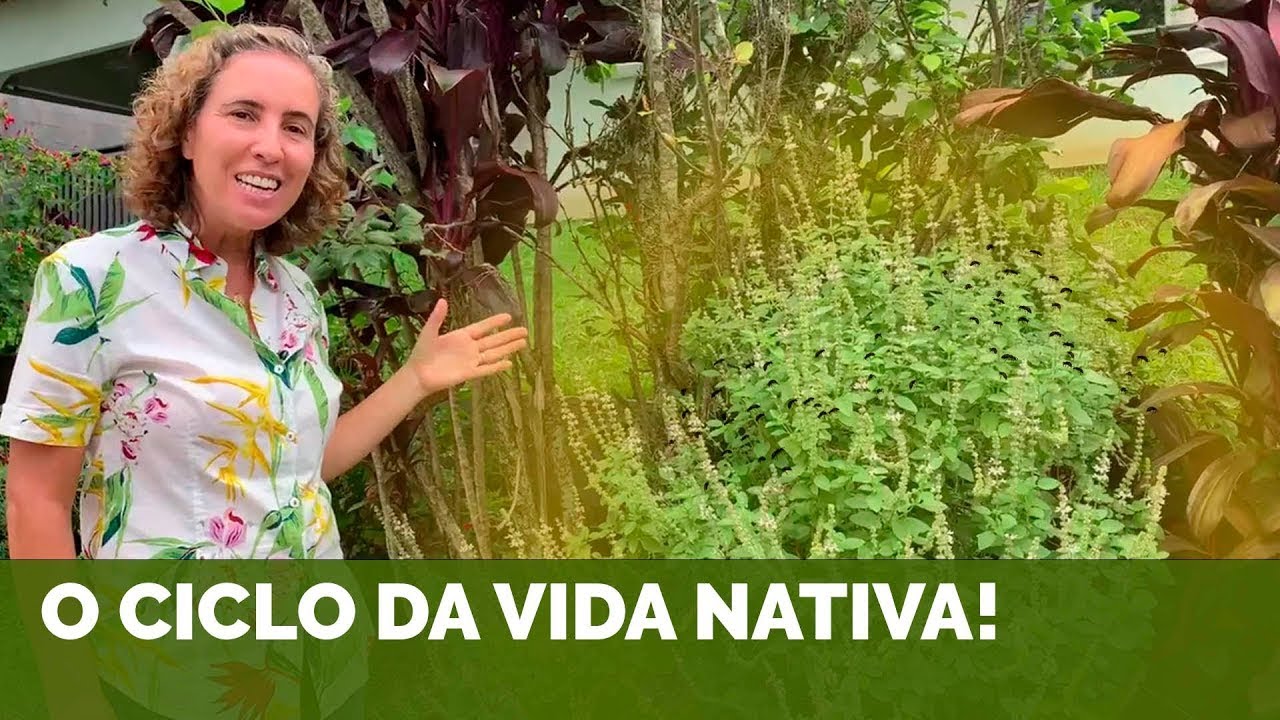 🍃🚀 LISTA DE PLANTAS PARA TURBINAR A CRIAÇÃO DE ABELHAS SEM FERRÃO | Nô Figueiredo