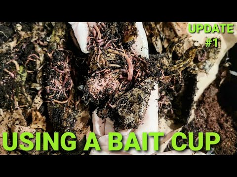 First Harvest Of Red Wiggler Worms Using A Bait "Cup" | 1 Week Later | No Coconut Coir Worm Bin
