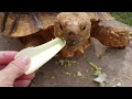 Funny Turtles Think They Re Humans Try Not To Laugh Challenge