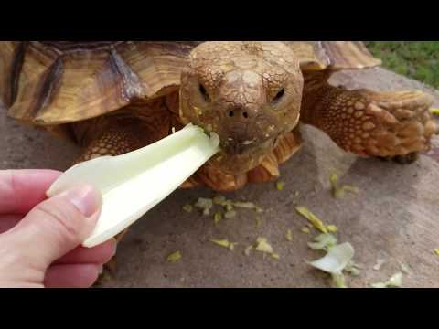 Des tortues rigolotes se prennent pour des humains - essayez de ne pas rire défi