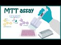 MTT Assay Cell Viability And Cytotoxicity Determination Using MTT Assay