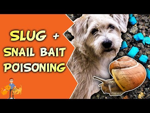 Slug and Snail Bait Poisoning in Dogs + Cats (shake + bake your pet)