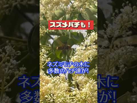 キョウチクトウのさやの使い方は？庭師のためのヒント  庭園
