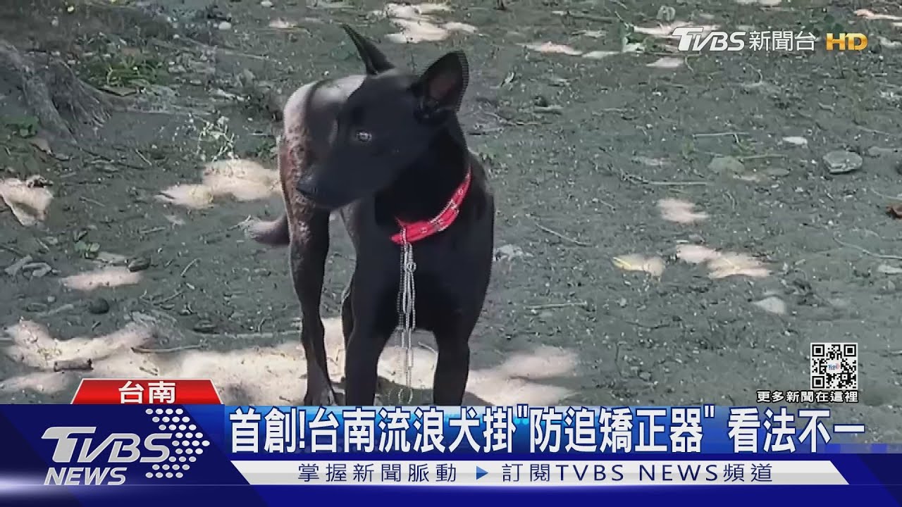 首創!台南流浪犬掛「防追矯正器」 看法不一