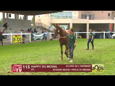 Show Aqps Ouest 2019 : Lot 115 - HAPPY DU MESNIL