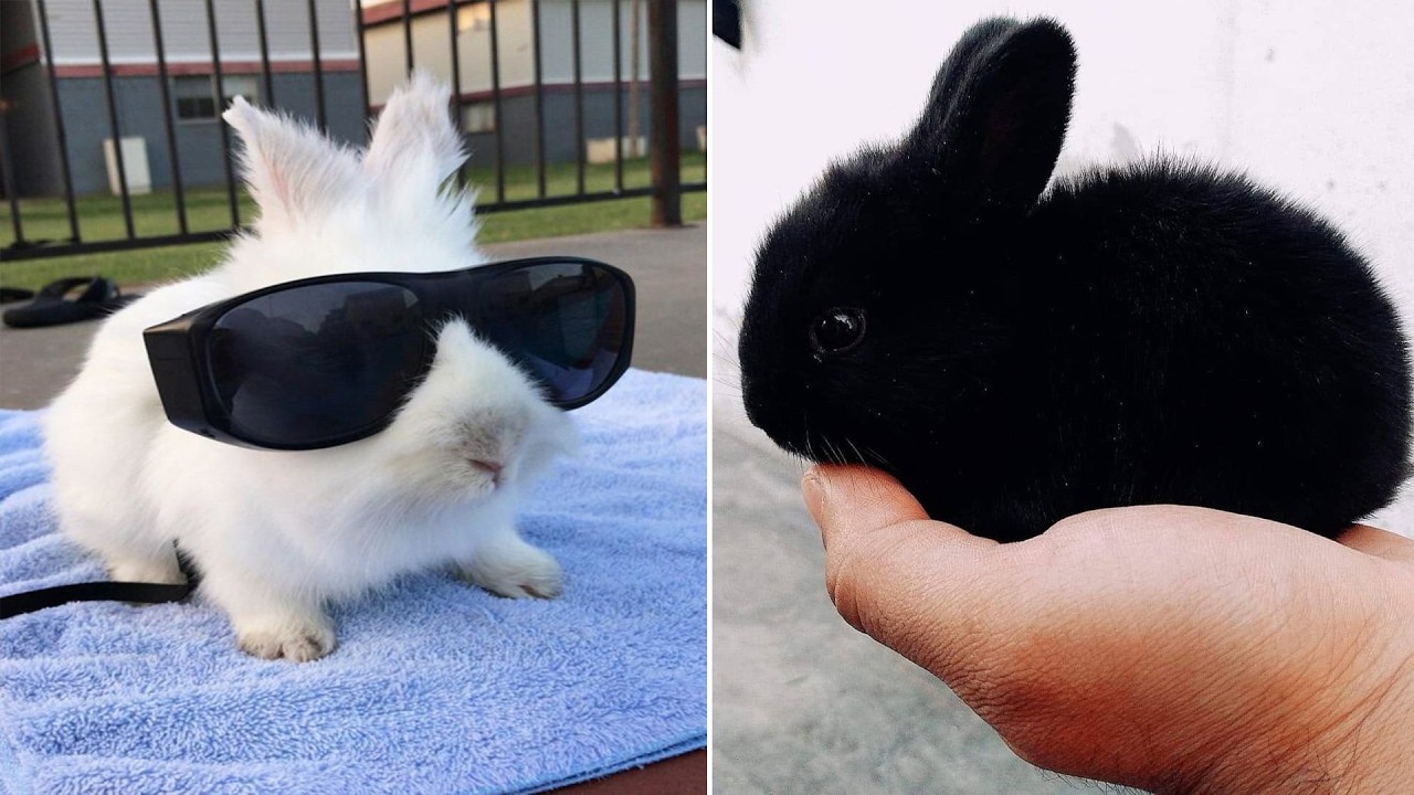 Funniest Rabbit Videos Ever (Part 2)