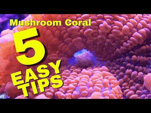 How To Successfully Keep Mushroom Coral - 5 Easy Tips For Beginners