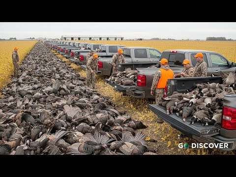 1 Million Wild Birds Invade U.S. Farmlands – $2 Billion Damage Every Year