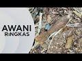 AWANI Ringkas Bom Ditemukan Berhampiran Terowong Menora