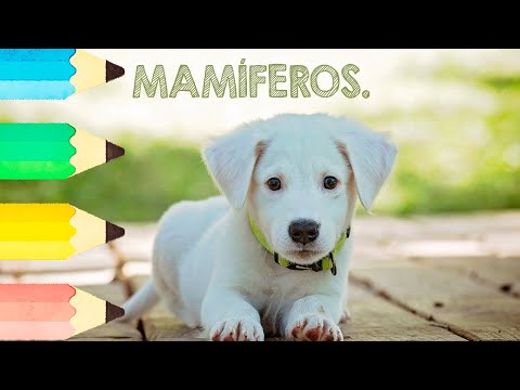 MAMÍFEROS - Educação. #artemundodesenho