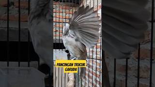 Download lagu PANCINGAN trucukan GARUDA mp3 Download lagu PANCINGAN trucukan GARUDA mp3