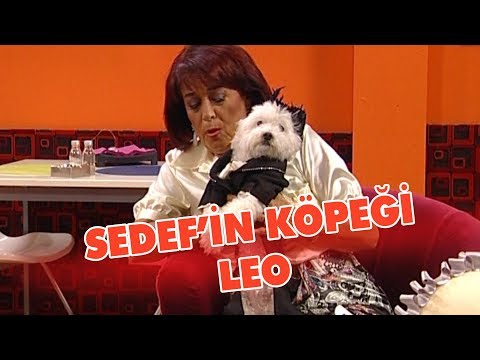 Sedef'in köpeği Leo - Avrupa Yakası
