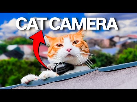 Vlogging CAT Explores The CITY 😂 - Cat Vlog #13
