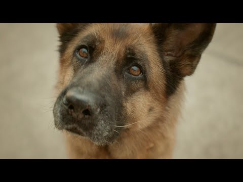 Пальма - Трейлер №1